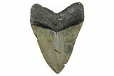 Fossil Megalodon Tooth - North Carolina #344075-1